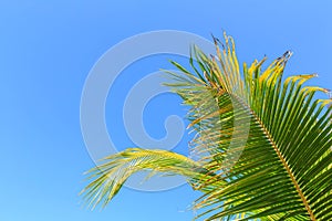 Blue sky and leaves of coconut palm tree Summer vacation concept