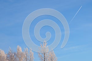 Blue sky with light clouds. Birch trees covered with snow and illuminated by low winter sun. Airplane flies and leaves white