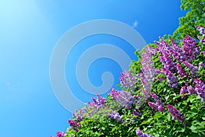 Blue sky and lilac bush