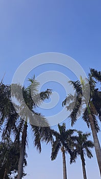 blue sky with a little obstructed by trees photo