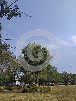 Blue sky and lush green trees in a public park in the cleanest city of India, Indore Madhya Pradesh