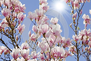 Blue sky with magnolia blossom