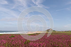 Blue sky and a meadow at bloom, Bamburgh Castle, England