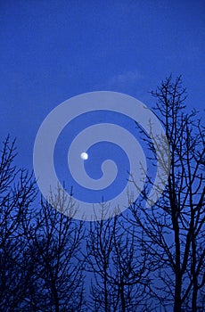 Blue Sky & Moon Treescape