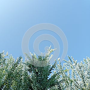 Blue sky in the morning behind the tree branches