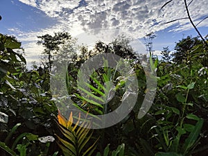 blue sky and natural green scenery in the village 6