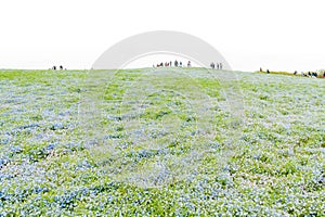 Blue sky and Nemophila menziesii baby blue eyes flower