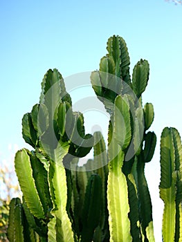 Blue sky and nice big cactus