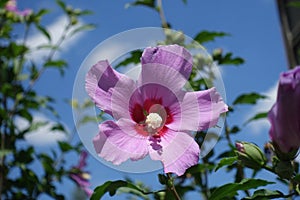 Blue sky and one pink crimsoneyed flower of Hibiscus syriacus