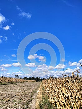 Blue sky over the cornfield