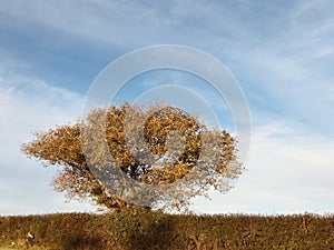 Blue sky over Cornish hedge.