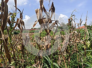 Blue sky over dry corn field