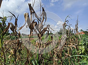 Blue sky over dry corn field