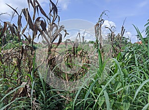 Blue sky over dry corn field