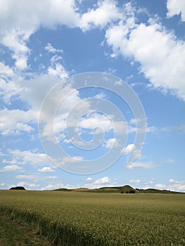 Blue sky over field of wheat