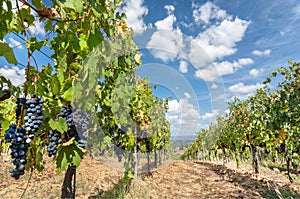 Blue sky over grapevine in wineyard. Colorful landscape in Italy. Vineyard rows at Tuscany sun