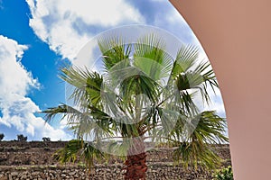 Blue sky over the green palm tree