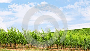 Blue sky over green vineyard in Alsace