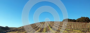 Blue sky over hillside vineyard with sheep grazing on grass between grapevine rows in central California USA