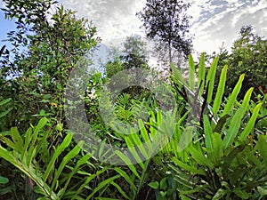 blue sky over land overgrown with natural wild greenery in village 3