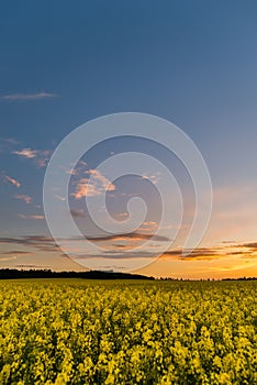 Blue sky over Rapeseed field with yellow plants after sunset