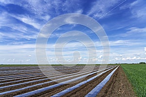 Blue Sky Over Rows of Vegetable Beds Covered in Plastic Mulch on a Farmland