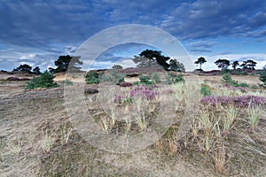 Blue sky over sand dunes with flowers