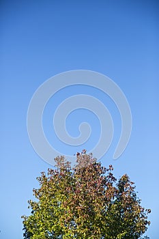 Blue Sky Over a Tree 1