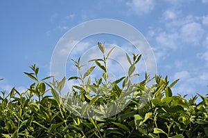 Blue sky over the twigs of a privet hedge