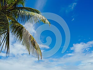 Blue sky with a palm tree branch