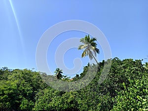 blue sky and palm tree emerging from tropical canopy