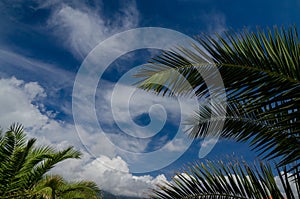 Blue sky with palm trees