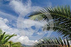 Blue sky with palm trees