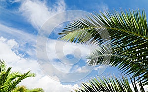 Blue sky with palm trees