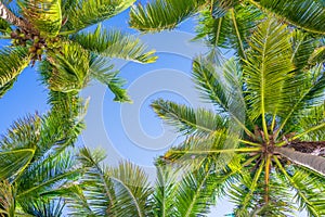 Blue sky and palm trees from below