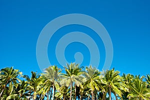 Blue sky with palm trees in Boracay