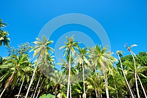 Blue sky with palm trees in Boracay