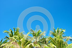 Blue sky with palm trees in Boracay