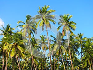 Blue sky palm trees on Palolem beach, Goa, India