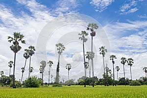 Blue sky palm trees in Thailand tropical summer
