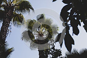 Blue sky and palm trees view from below, vintage style, tropical beach and summer background, travel concept