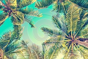 Blue sky and palm trees view from below, vintage summer background