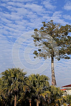 Blue sky with peacefull cotton clouds