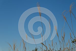 The blue sky of Phragmites