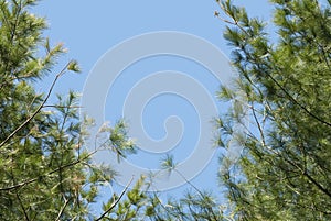 Blue Sky and Pine Boughs