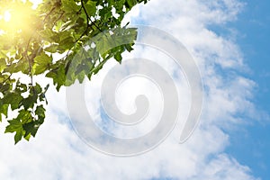 Blue sky, puffy clouds and fresh green tree