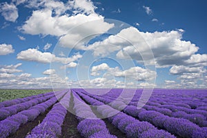 Blue sky and purple lavender field landscape or background