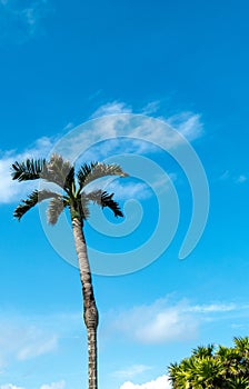 Blue sky and a rare palm tree