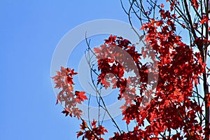 Blue sky and red maple leaves. Fall colors