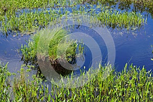Blue sky reflected in a lake with clumps of grass